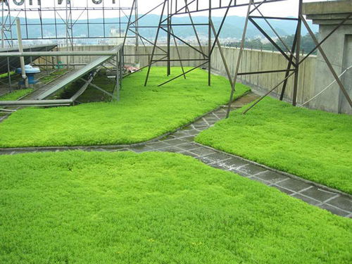 湖南屋顶绿化常用植物有哪些品种